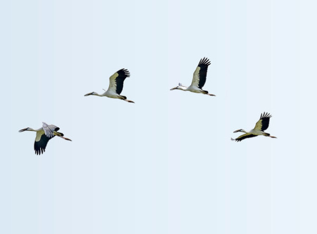 Ukrajina: Bele rode se vratile u Černobilj