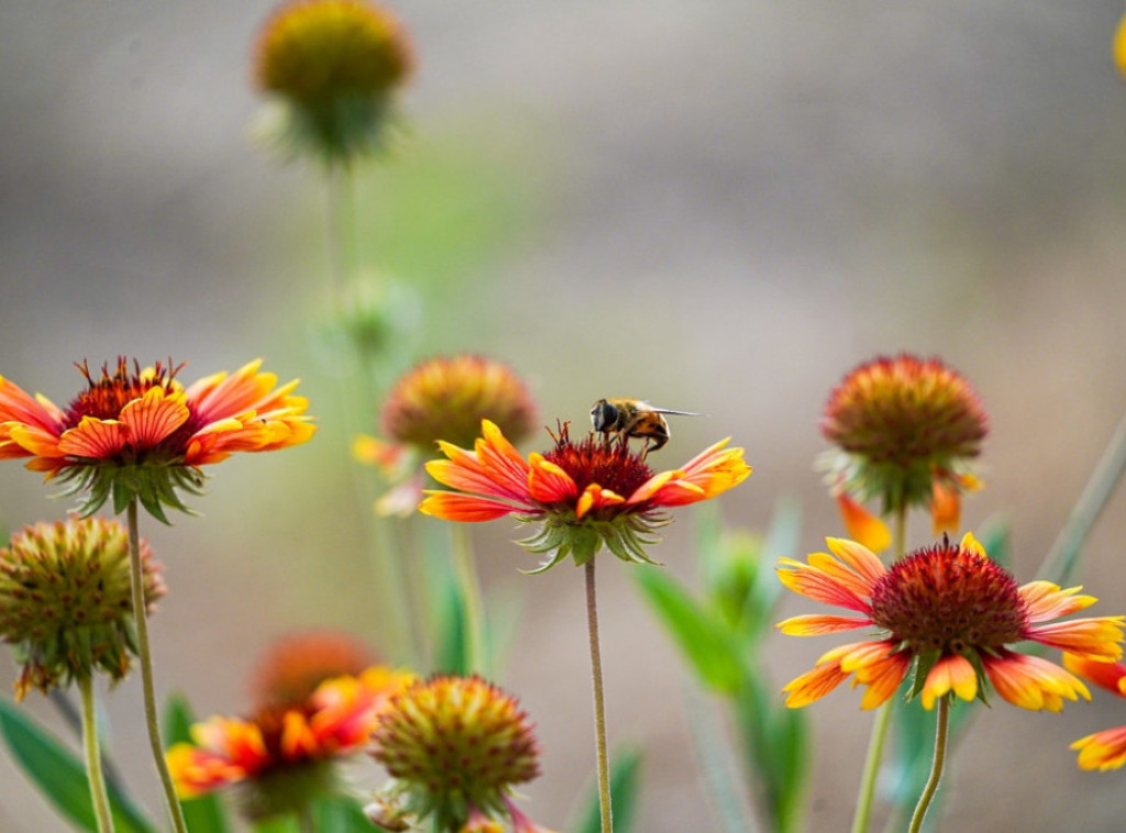 Studija: Broj vrsta pčela kojima preti izumiranje se udvostručio