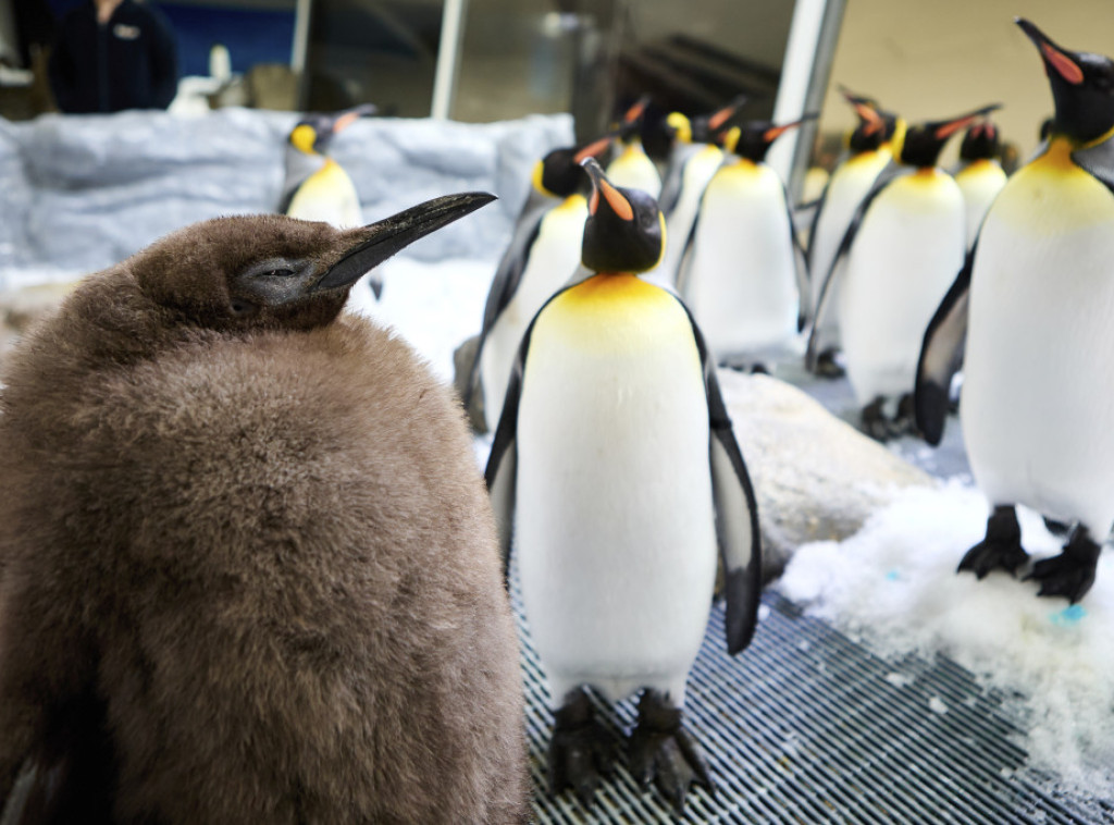 Pingvin Pesto privukao stotine posetilaca u Melburn, pa i Kejti Peri