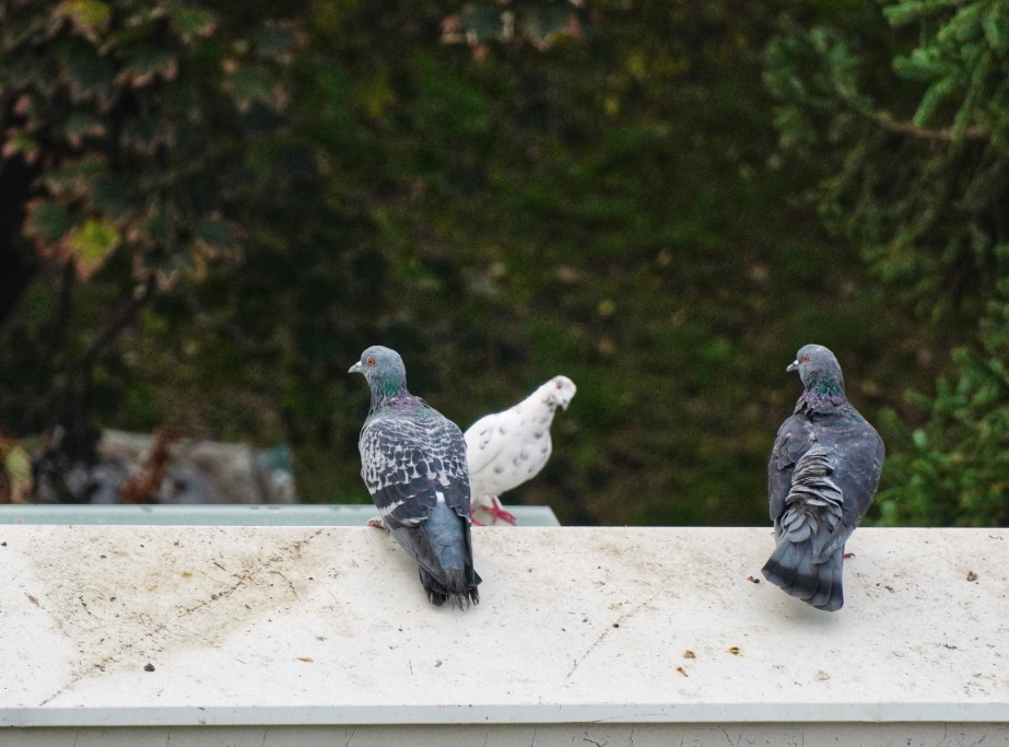 Danas maglovito i tmurno sa lokalnom pojavom slabe kiše