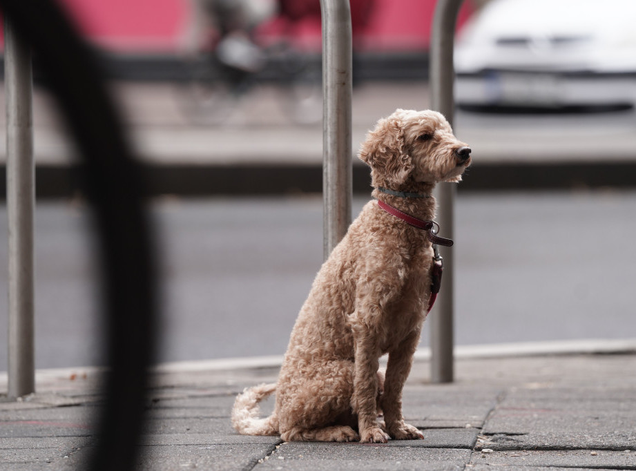 Fondacija Brižit Bardo pokrenula kampanju za usvajanje kućnih ljubimaca