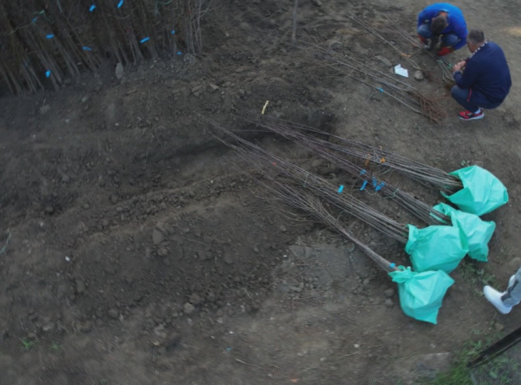 Čačak: Javni poziv za dodelu 9.300 sadnica voćaka