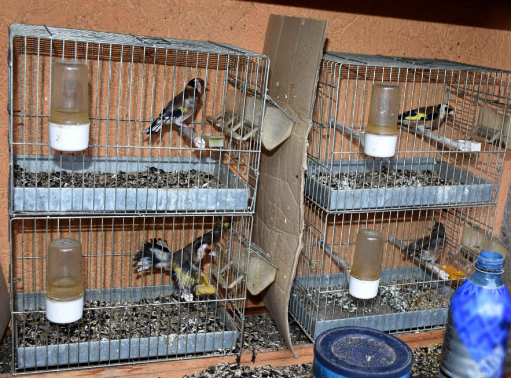 MUP: Kod Kraljevčanina pronađeno 13 jedinki zaštićenih vrsta ptica i oprema za lov