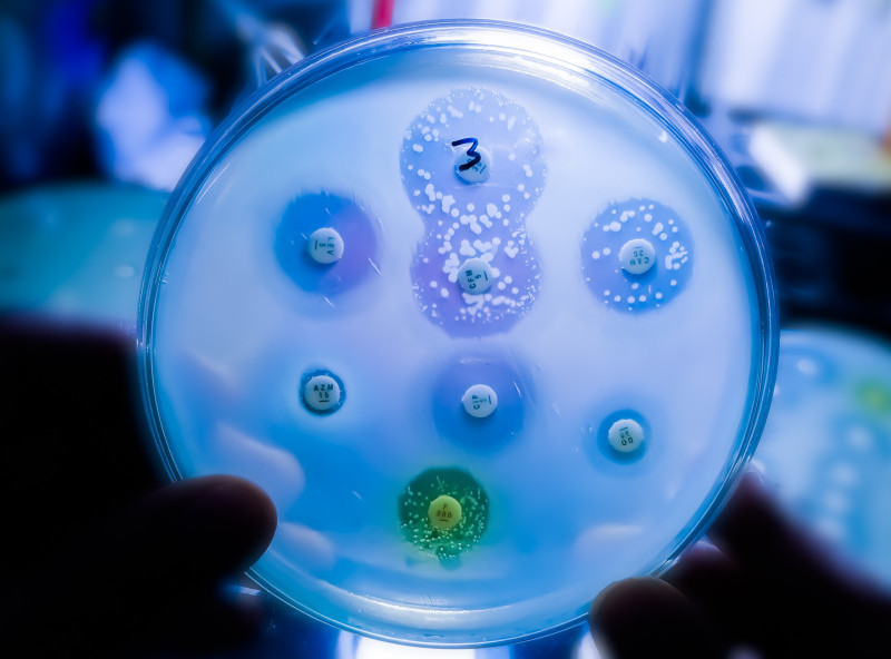 Danska će uništiti 150.000 pilića zbog epidemije ptičijeg gripa H5N1