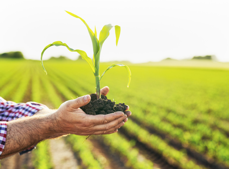 Do 1. aprila prijave za podsticaje u biljnoj proizvodnji od 18.000 dinara po hektaru