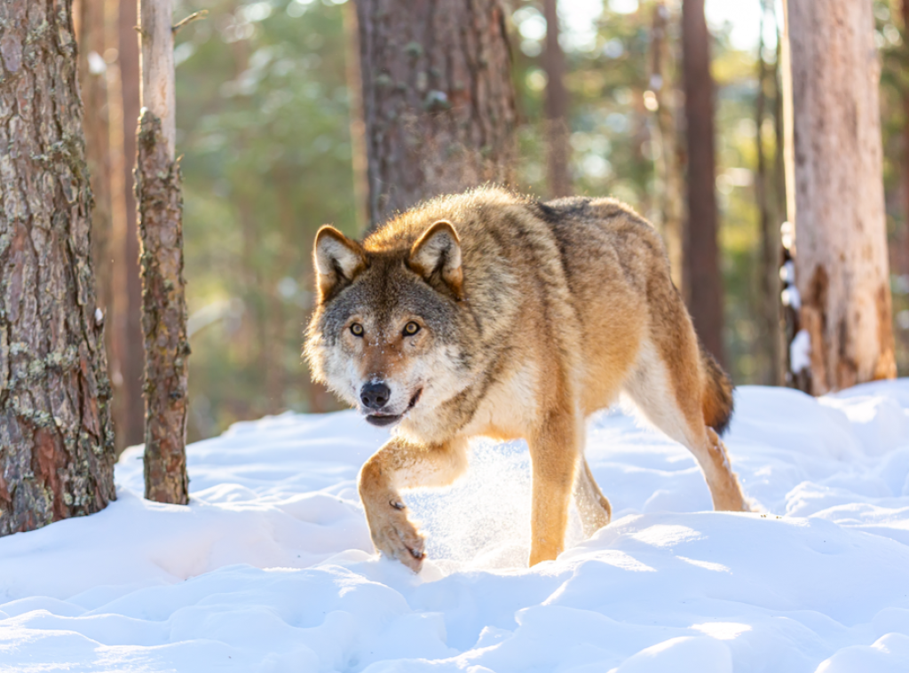 Holandska provincija Utreht želi da odstreli vuka jer je ujeo ženu