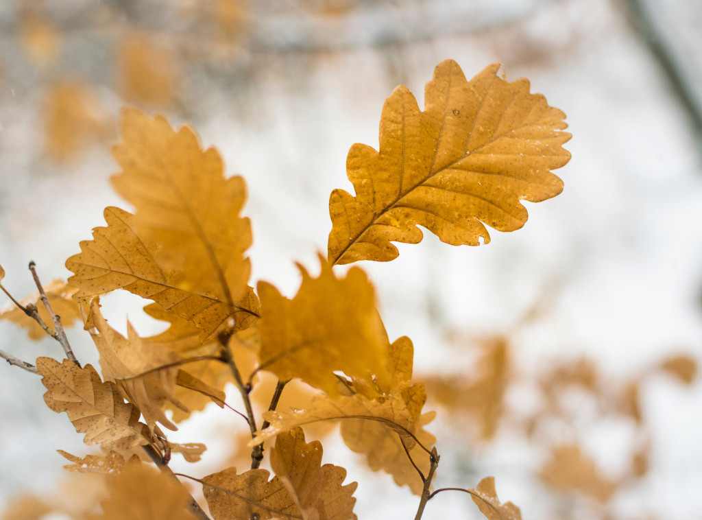 Srpska pravoslavna crkva danas slavi Badnji dan koji najavljuje proslavu Božića