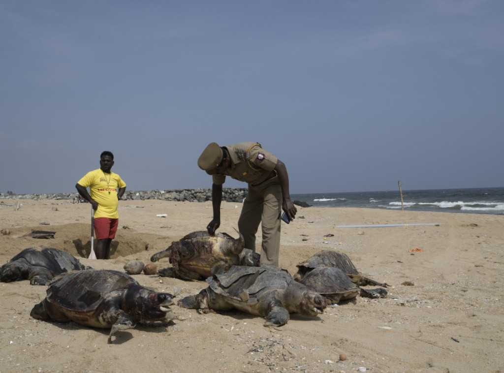 More u Bengalskom zalivu izbacuje mrtve morske kornjače, broj dostigao 600