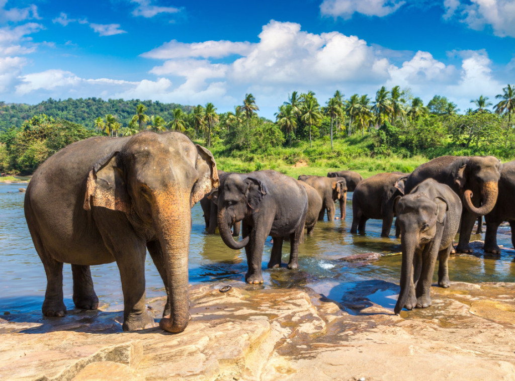 Šri Lanka: Preko 3.000 divljih slonova i 1.100 ljudi ubijeno u sukobu ljudi i slonova