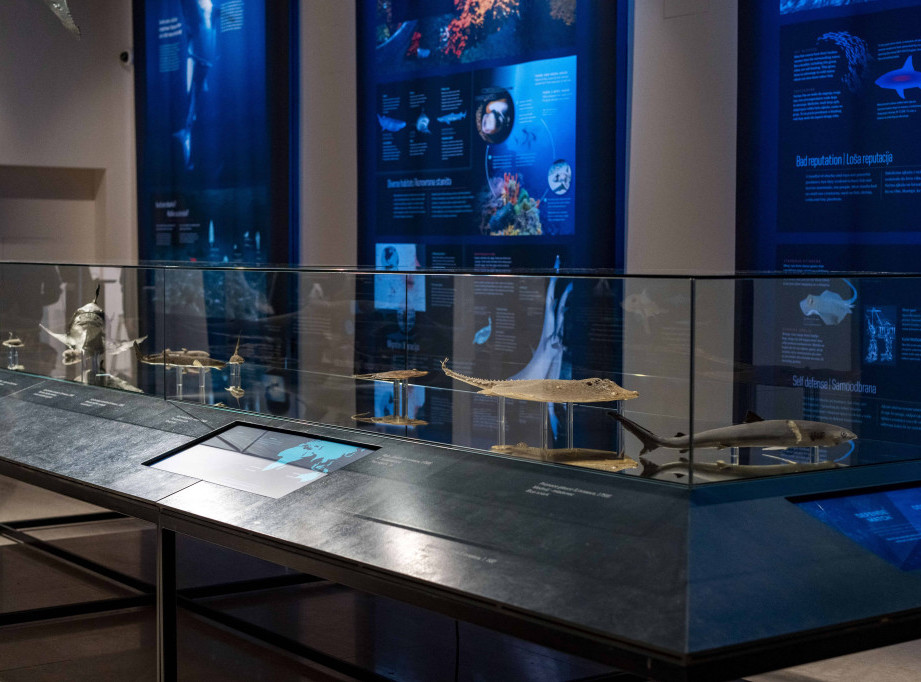 Tematska izložba "Ajkule" do juna u Palati nauke, Zadužbini Miodraga Kostića