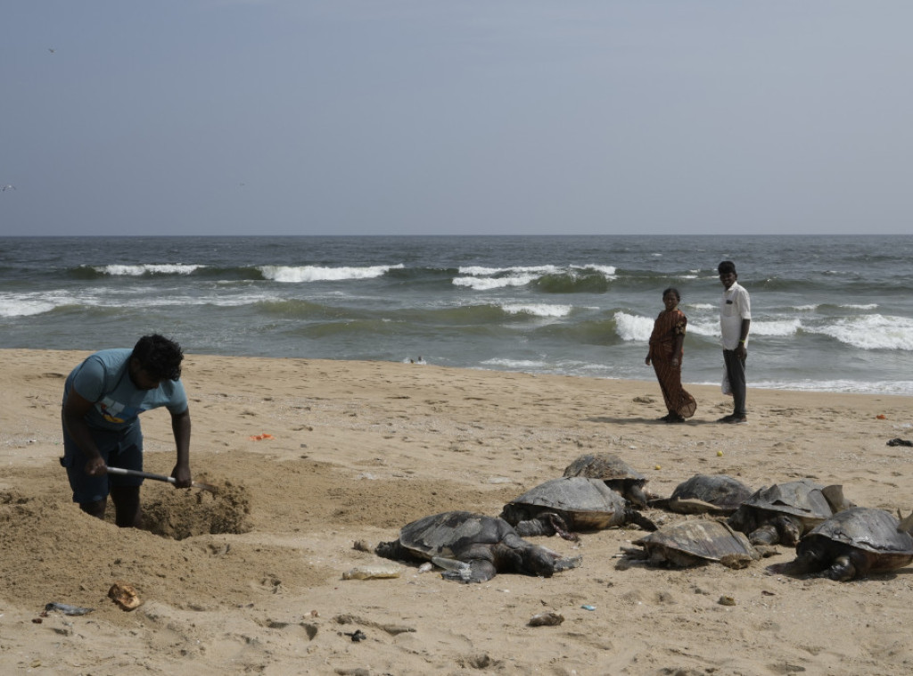 Više od 1.100 uginulih morskih kornjača pronađeno duž obale na jugu Indije