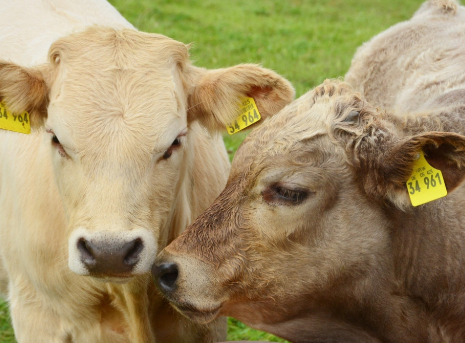 EU: Zvanično potvrđena bolest plavog jezika u Sloveniji; Nije opasna za ljude