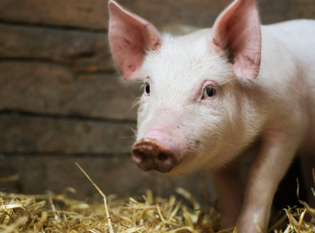 Republika Srpska: Nova žarišta afričke svinjske kuge uz granicu sa Hrvatskom i Srbijom