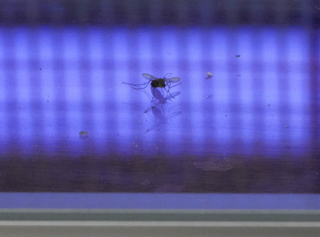 Filipini: Lokalni zvaničnik nudi nagradu za ulovljene komarce zbog širenje denge