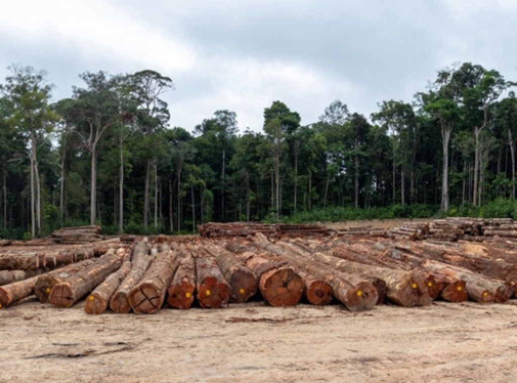 Brazil: Kroz Amazoniju se gradi auto-put za potrebe klimatskog samita COP30 u Belemu