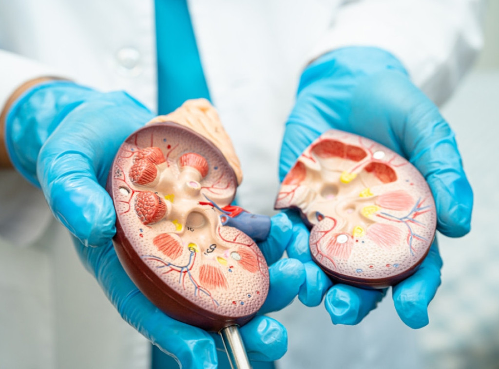 U Srbiji skoro svaka deseta osoba boluje od bubrežne bolesti kod većine nema simptoma