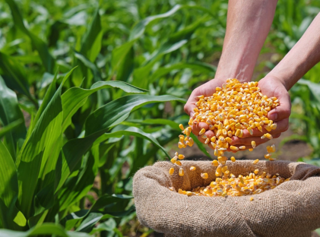 Promet na Produktnoj berzi 6.422 tone, najviše se trgovalo kukuruzom