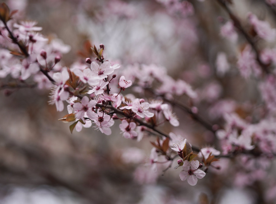 Danas počinje proleće