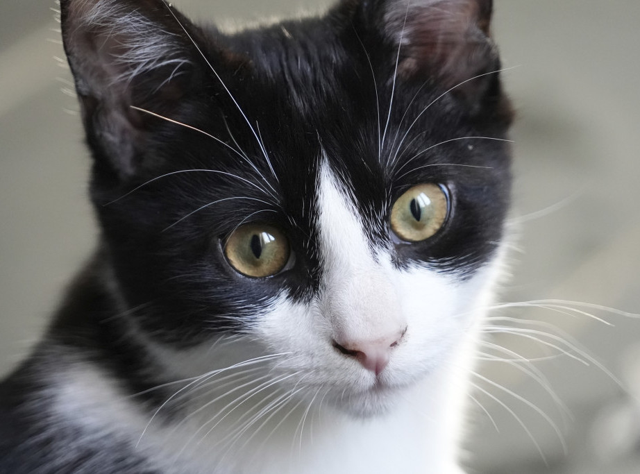 Mačak iz Istanbula "ilegalno" završio u Rusiji, preti mu deportacija