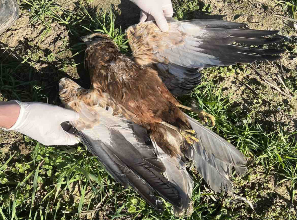 U ataru sela Svilojevo pronađeno pet uginulih orlova Belorepana