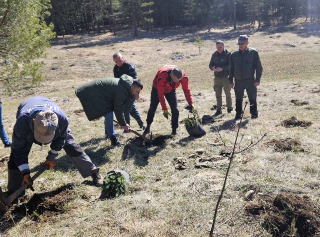 Prijepolje: Srbijašume pošumljavaju 26 hektara u gazdinskoj jedinici Savin Lakat
