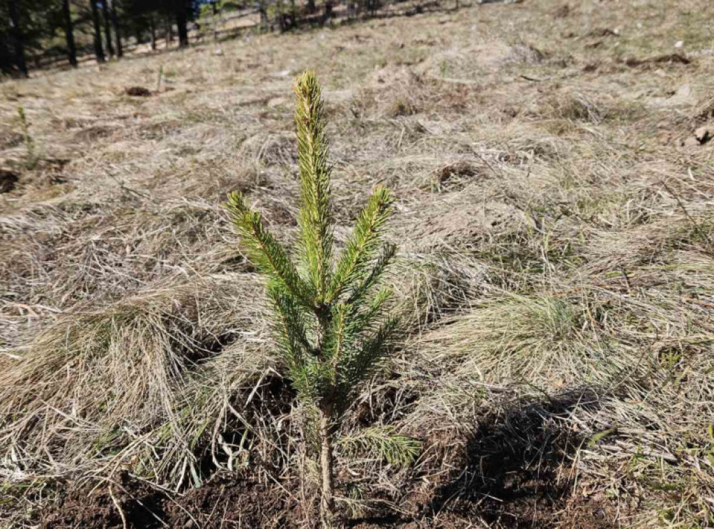 U Majdanpeku na Svetski dan šuma posađeno 2.000 sadnica crnog bora