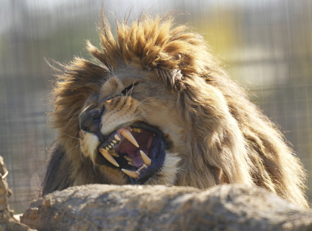 Pet lavova spaseno iz ukrajinske ratne zone i nastanjeno u Engleskoj