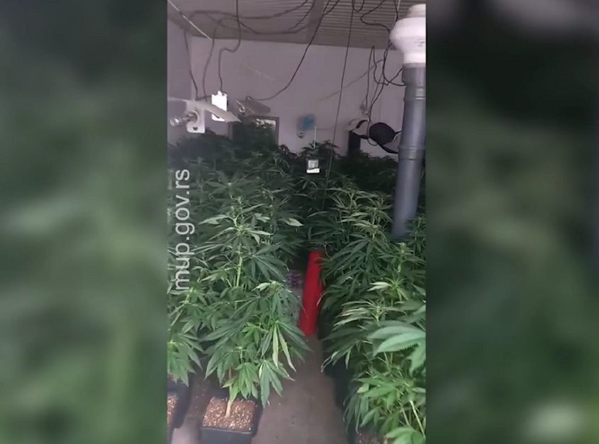 Dačić: U Šidu otkrivena ilegalna laboratorija za uzgoj marihuane, uhapšene dve osobe