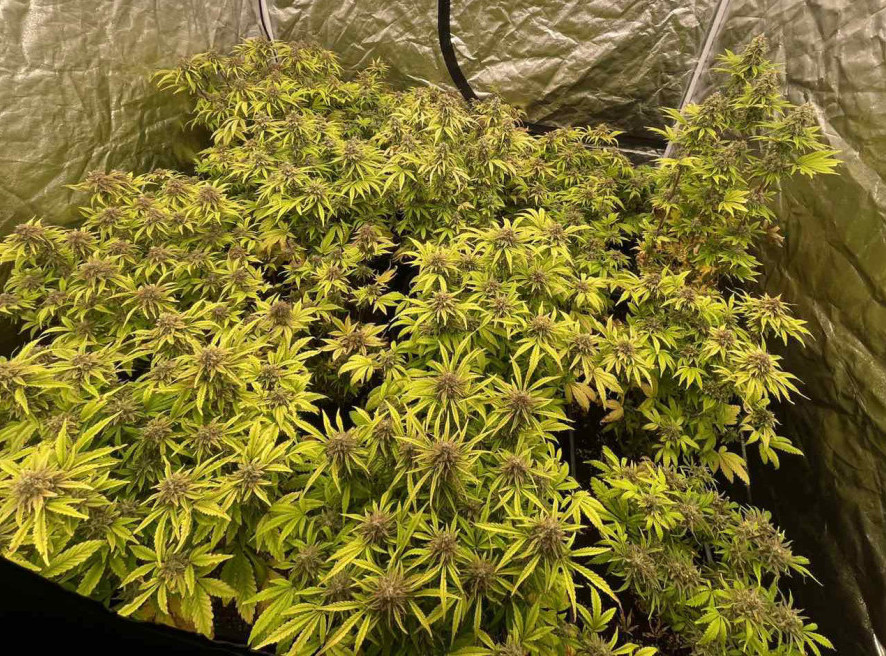 Crna Gora: Proteran državljaninn Srbije zbog posedovanja marihuane