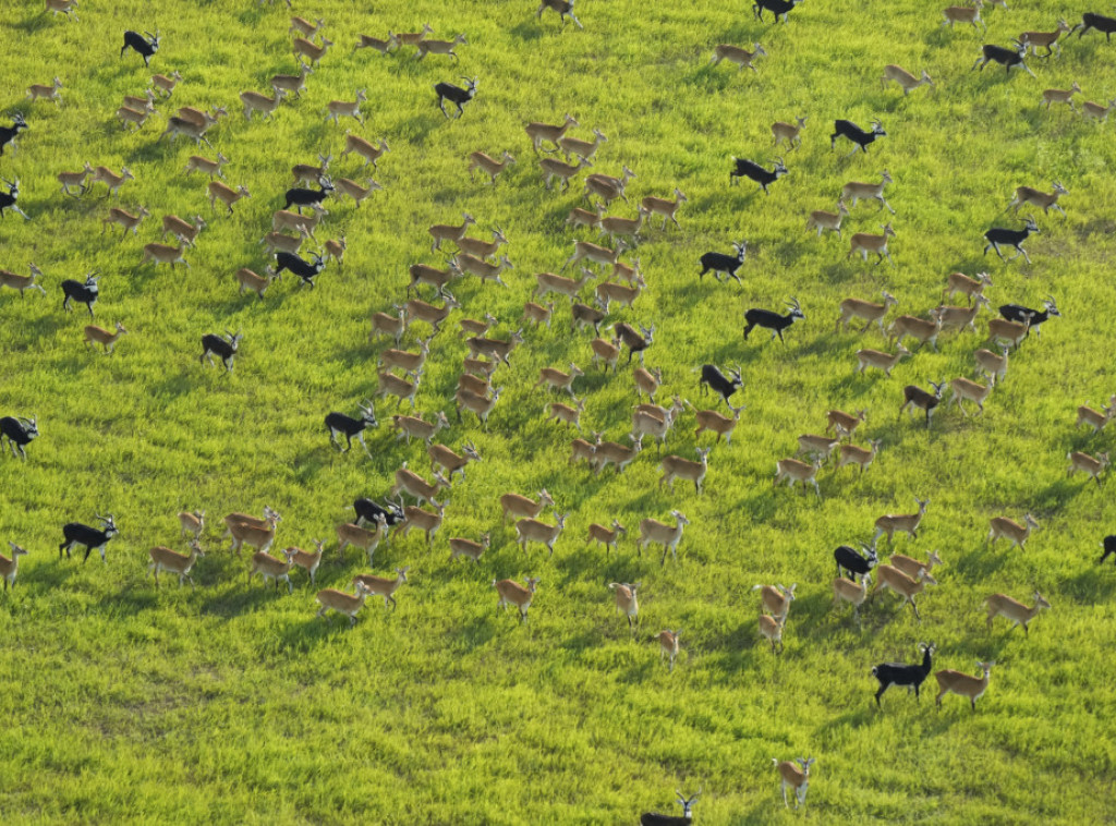 Ljudi izazivaju osiromašenje biodiverziteta među svim vrstama širom planete