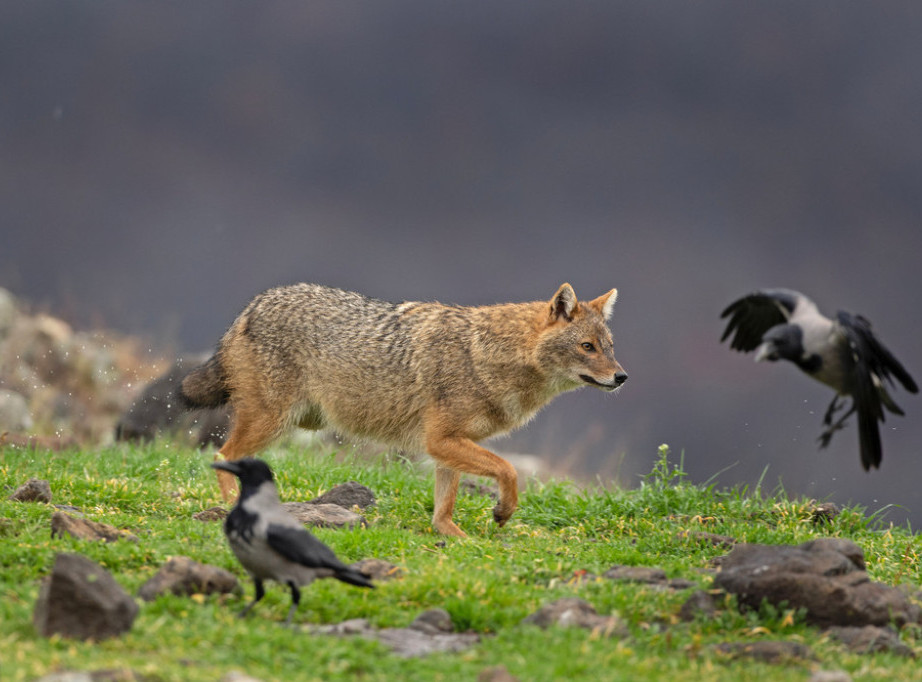 Počela vakcinacija lisica i drugih divljih mesojeda protiv besnila