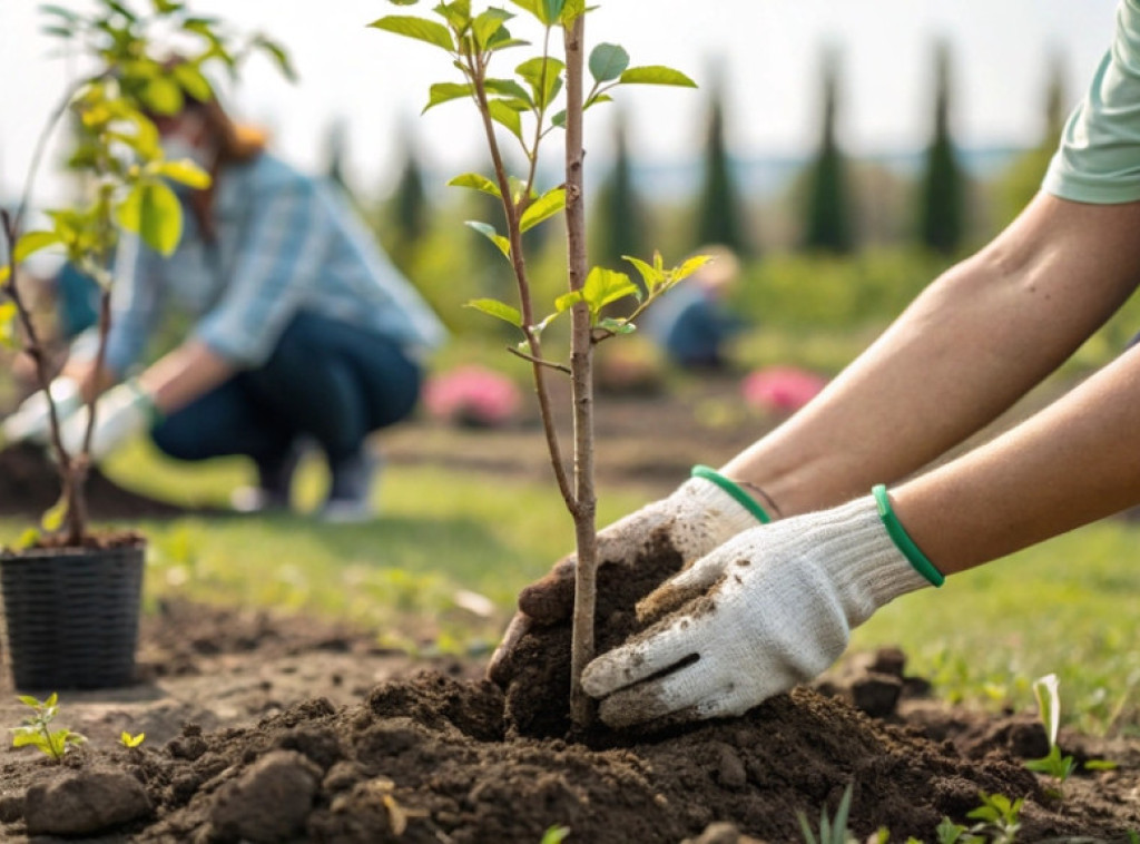 Završena sadnja poplavne šume u Gornjem Podunavlju, specijalnom rezervatu prirode