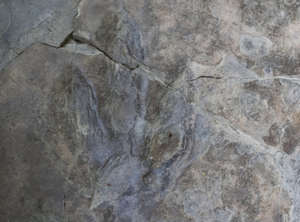 Otisci dinosaurusa pronađeni na ostrvu Skaj u Velikoj Britaniji