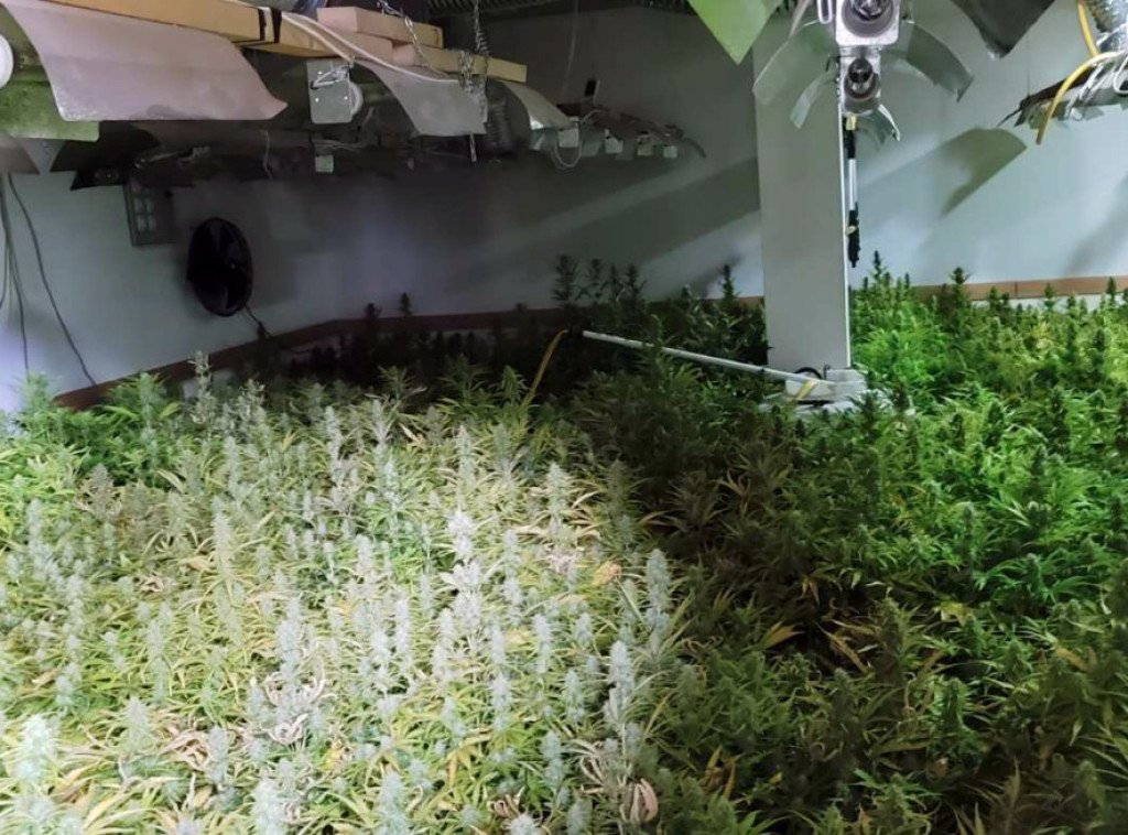 Policija u blizini Despotovca otkrila laboratoriju za uzgoj marihuane