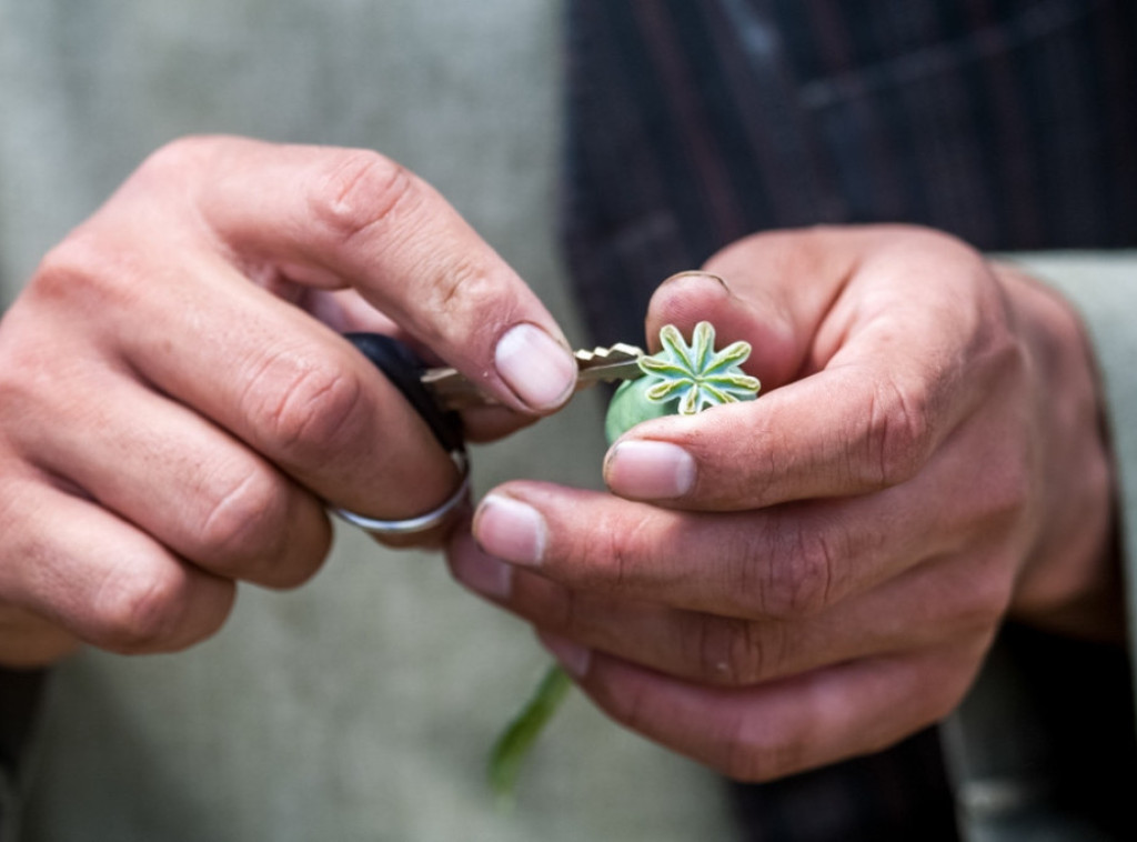 Policija: U Avganistanu uništene farme maka na površini od 180 hektara