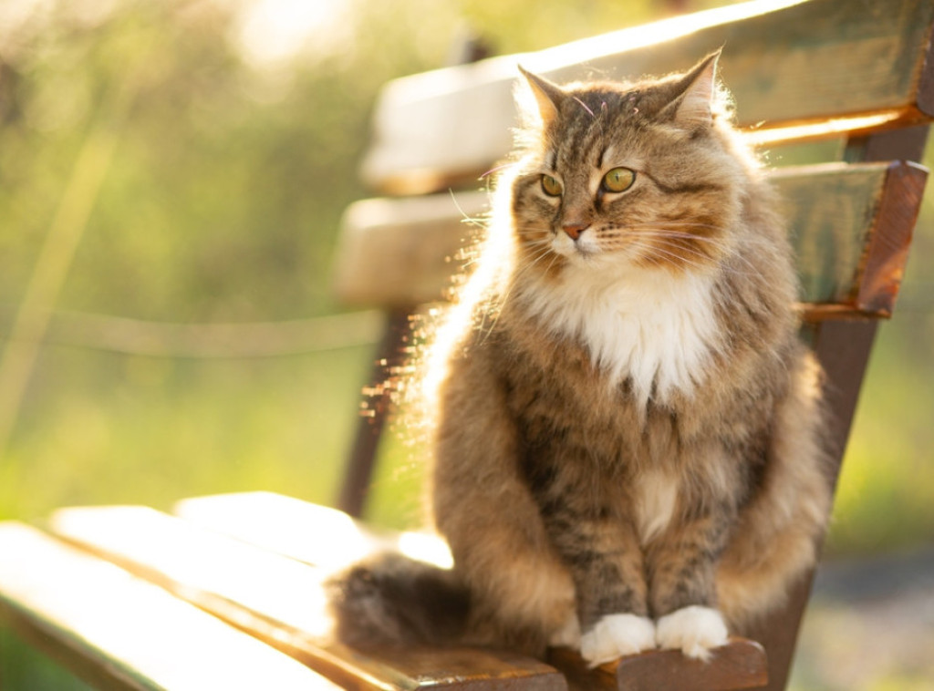 Uginuo mačak koji je živeo na grobu svog vlasnika u Dagestanu skoro sedam godina