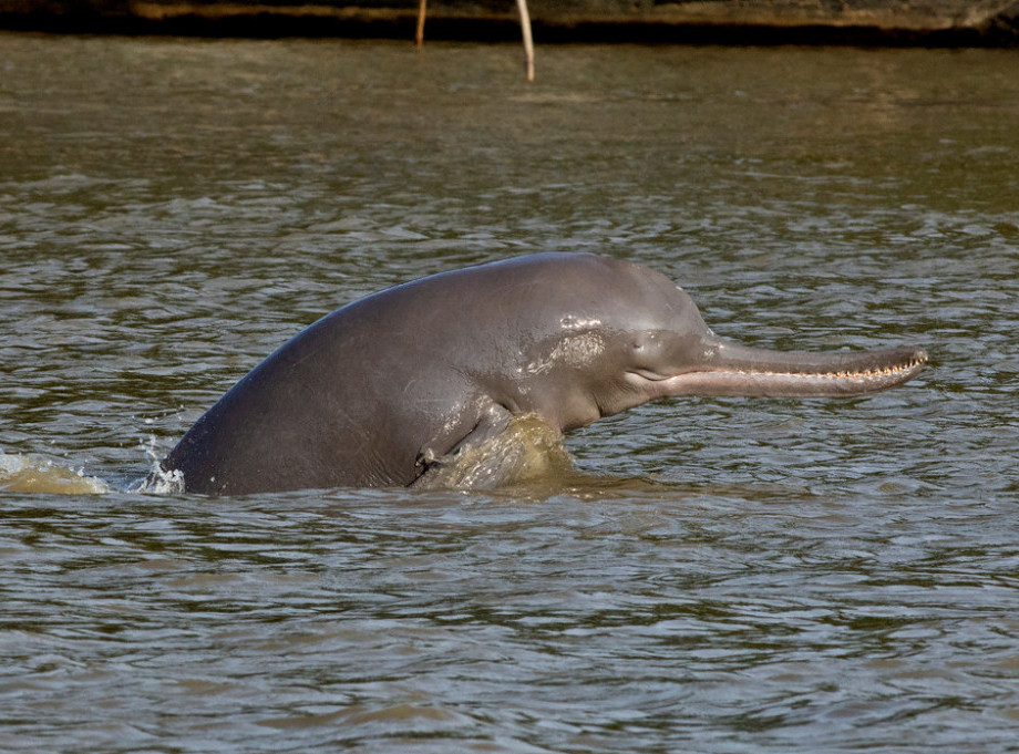 Ženka delfin danima nosi uginulo mladunče u okeanu u Australiji