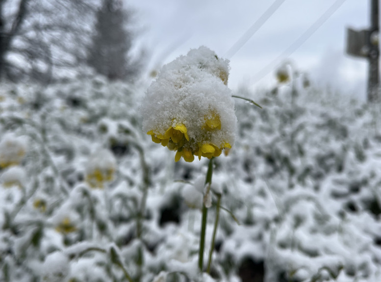 U Hrvatskoj pao prvi sneg ove sezone, zabeleli se Lika, Gorski kotar i Sljeme