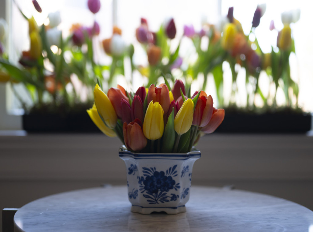 Holandska princeza otvorila vrt sa lalama u znak zahvalnosti Madridu