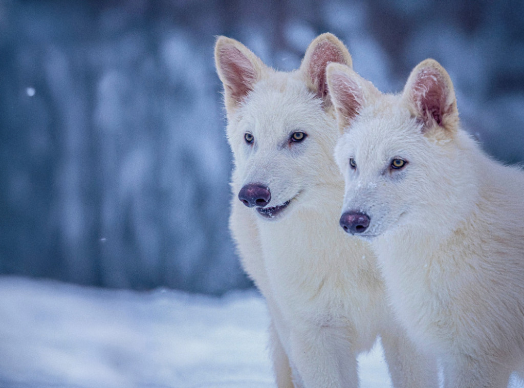 SAD: Naučnici uspeli da reprodukuju davno izumrlu vrstu vukova