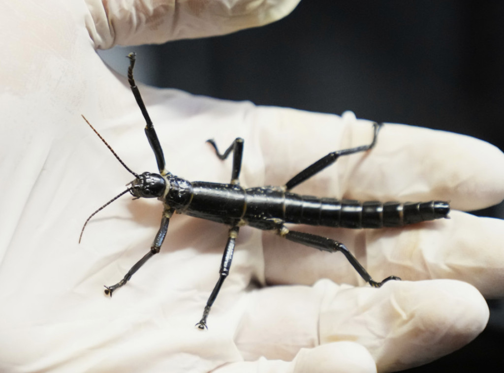 Praški zoološki vrt pokušava da osigura opstanak retkog "štap" insekta