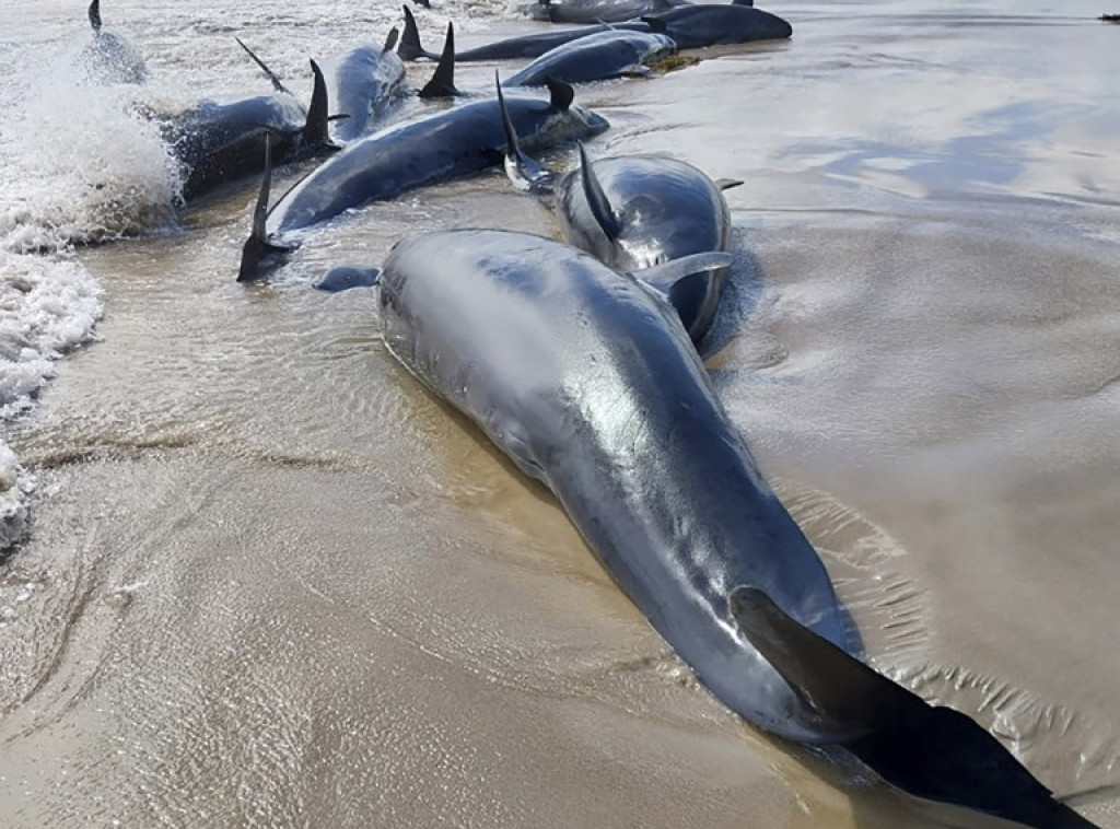 Sivi kitovi umiru uz obalu Tihog okeana, naučnici nisu sigurni koji je razlog