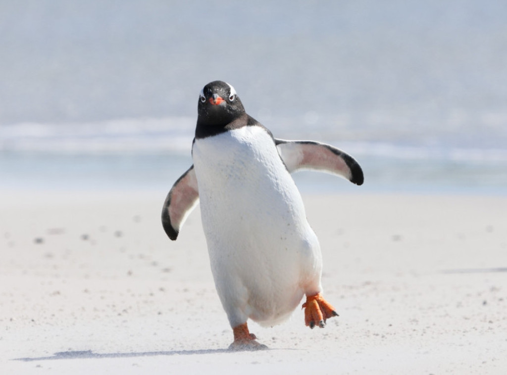 Pingvin kriv za obaranje helikoptera u Južnoj Africi