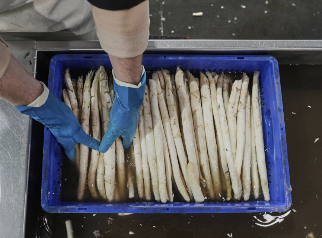 Euraktiv: Bela špargla, omiljena poslastica mnogih Nemaca, postaje hrana za bogate