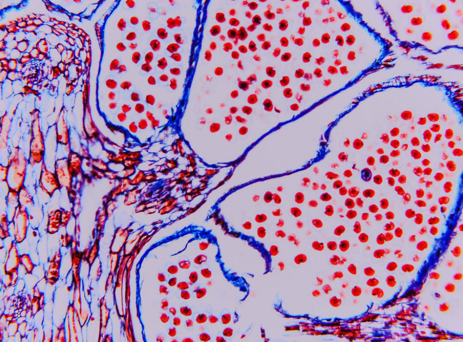 Italijanski naučnici prvi put otkrili mikroplastiku u folikularnoj tečnosti jajnika