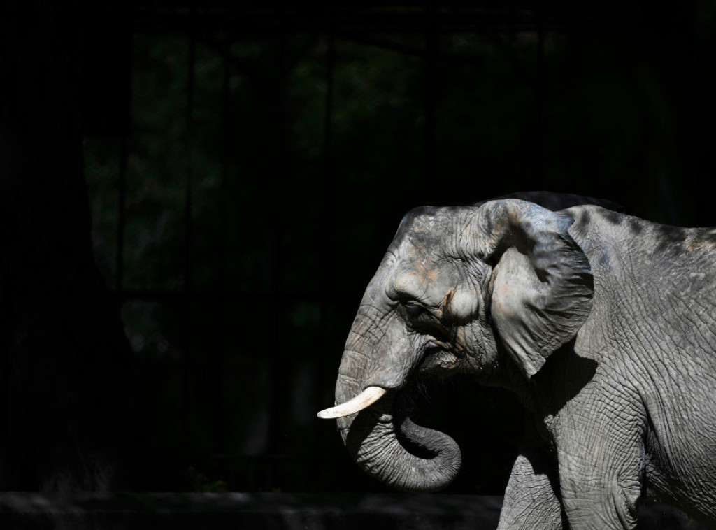 Slonica stigla u brazilsku prašumu, svoj novi dom, nakon 30 godina u vrtu u Argentini