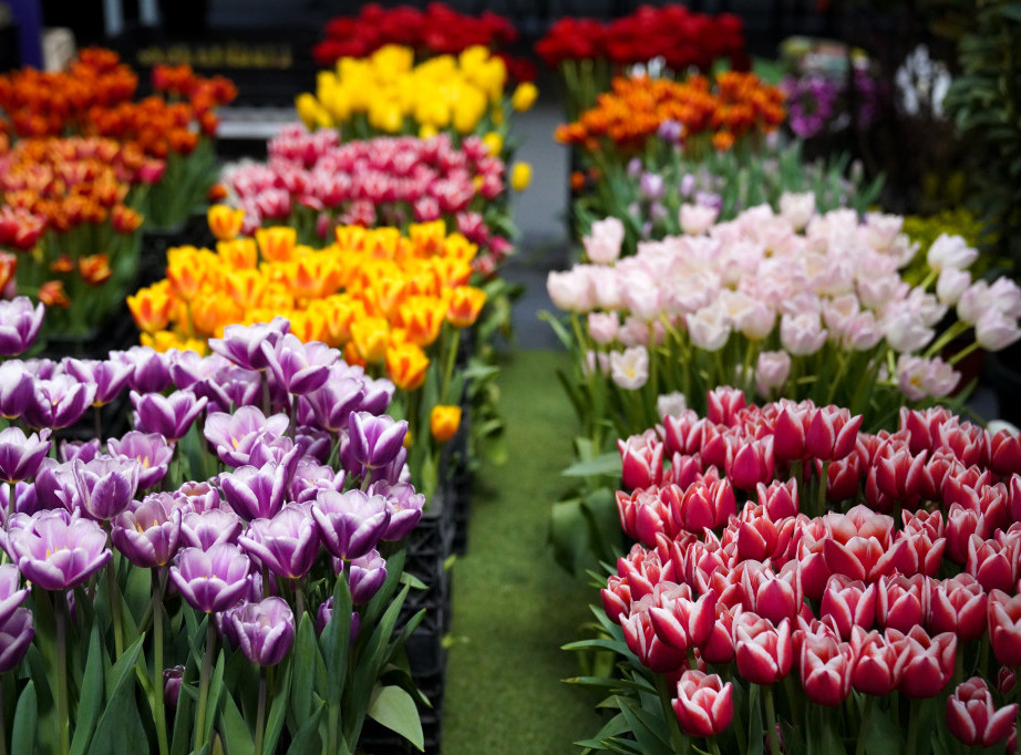 U Leskovcu u petak "Sajam meda i cveća 2025"