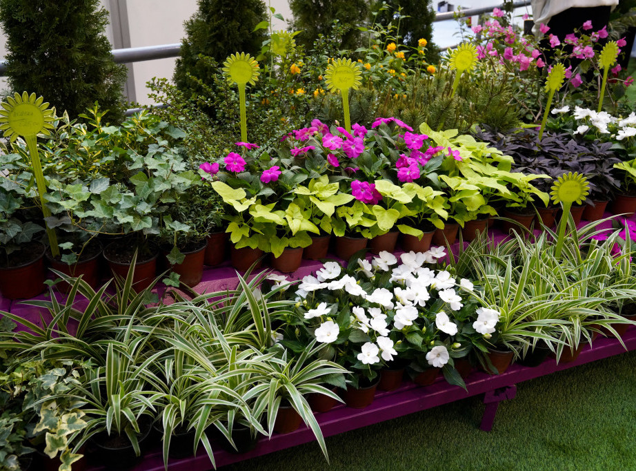 PKS: Spoljnotrgovinska razmena cveća i ukrasnog bilja u 2025. godini bila 49 miliona evra