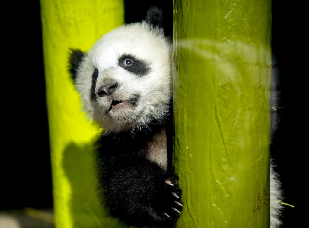 Grupa japanskih poslanika pozvala Peking da njihovoj zemlji ustupi još jedan broj džinovskih pandi