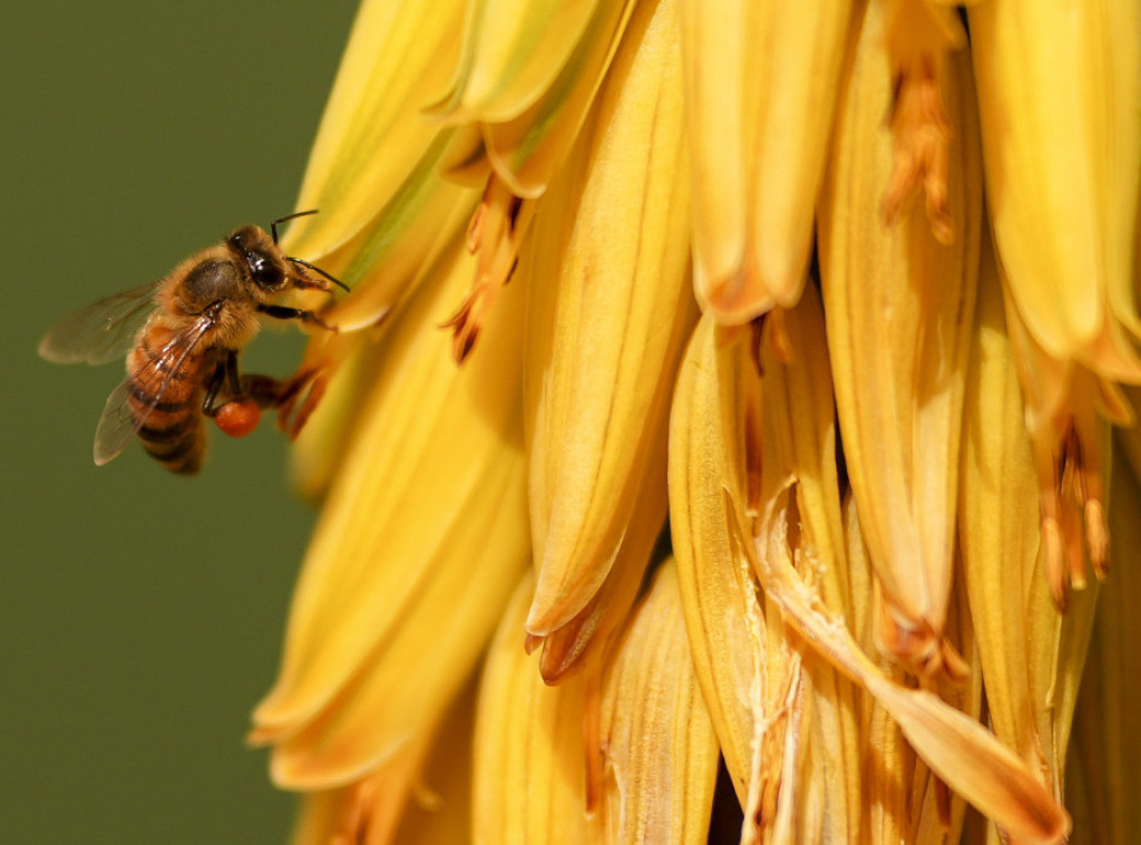 Rodoljub Živadinović: Najveće uginuća pčela u Srbiji u Vojvodini, krive klimatske promene